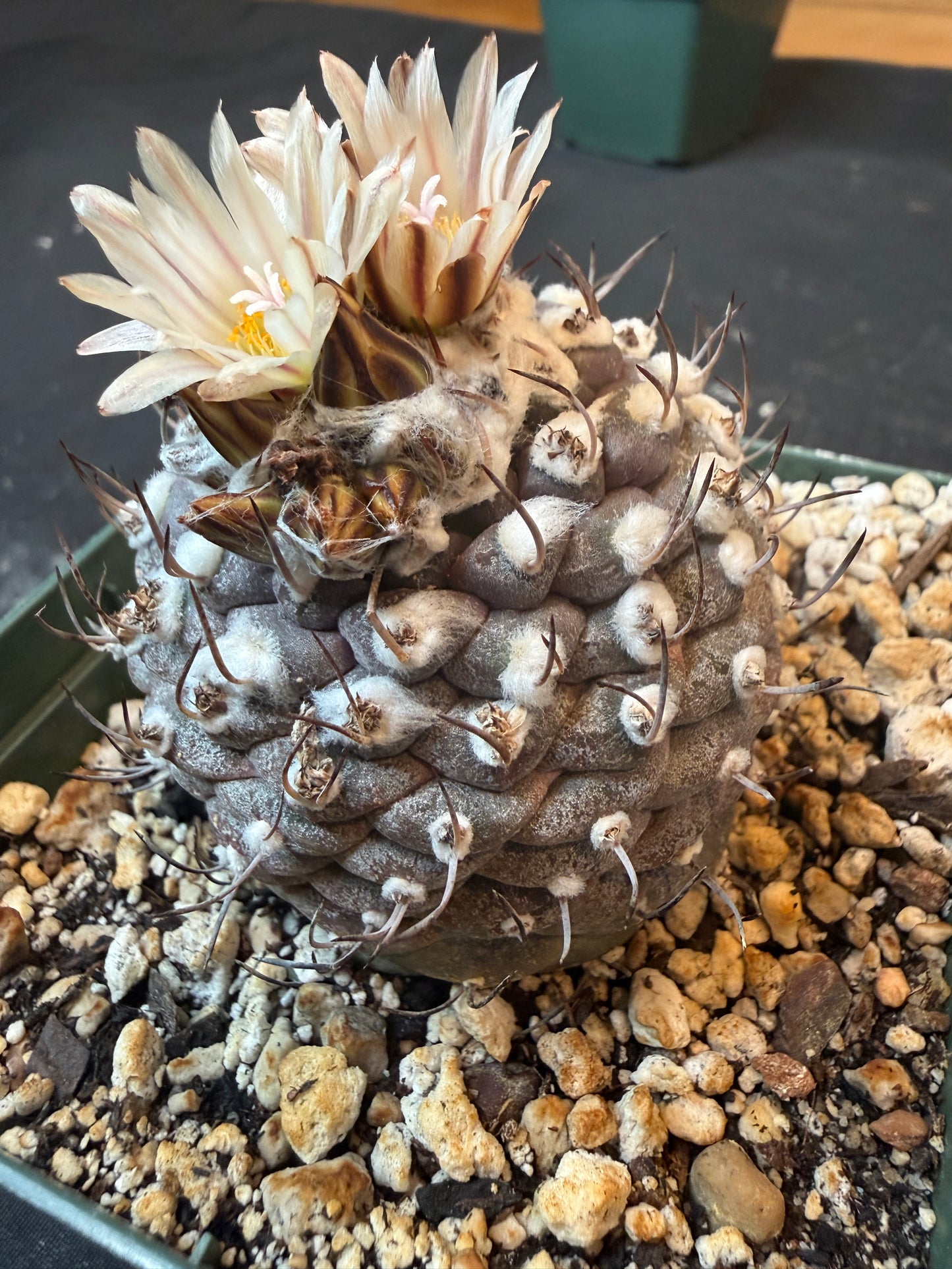 Turbinicarpus lophophoroides 10 years old plant 954