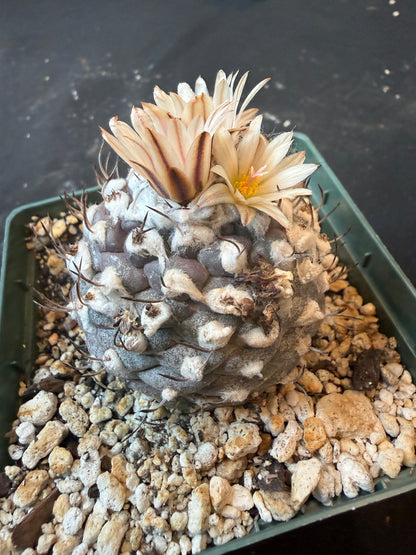 Turbinicarpus lophophoroides 10 years old plant 954
