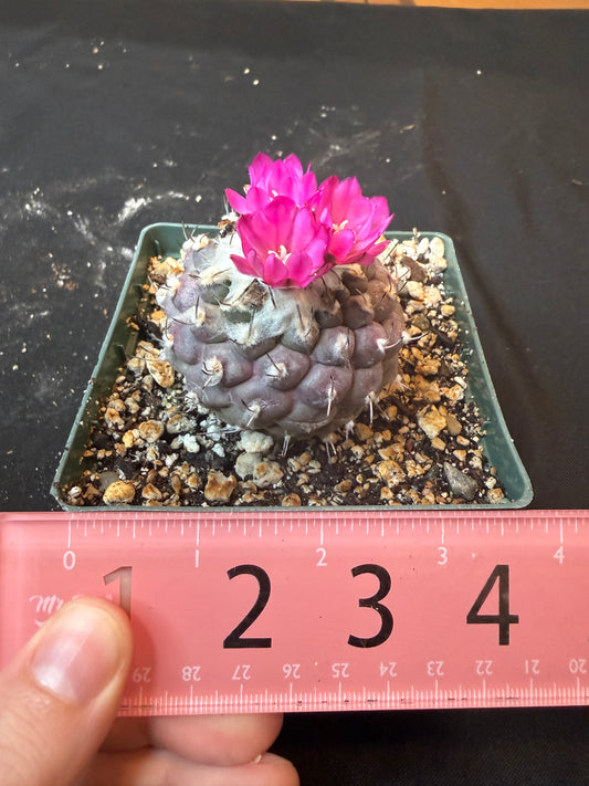 Turbinicarpus lophophoroides 10 years old plant 1895