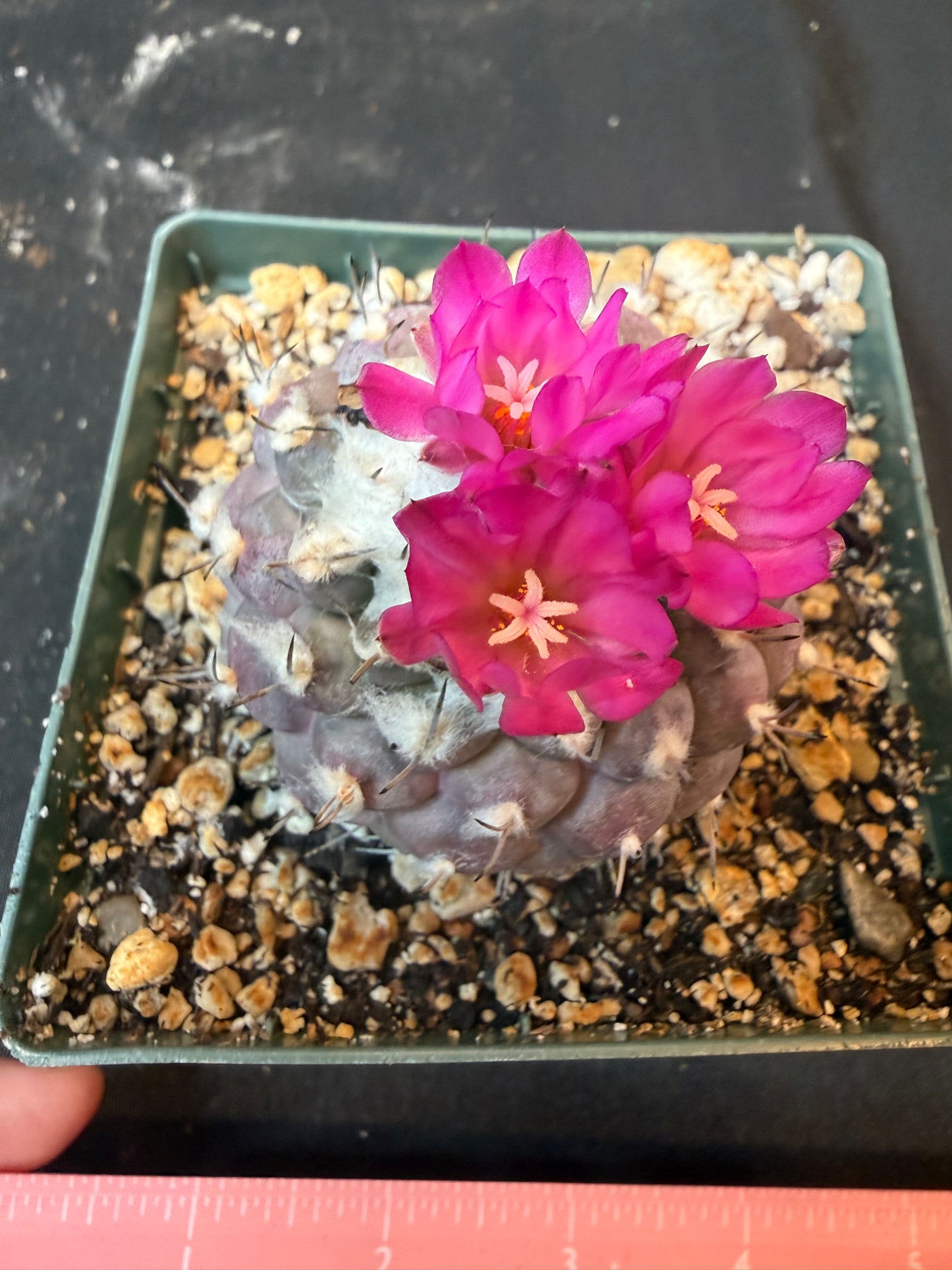 Turbinicarpus lophophoroides 10 years old plant 1895