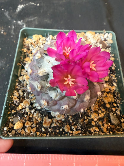 Turbinicarpus lophophoroides 10 years old plant 1895