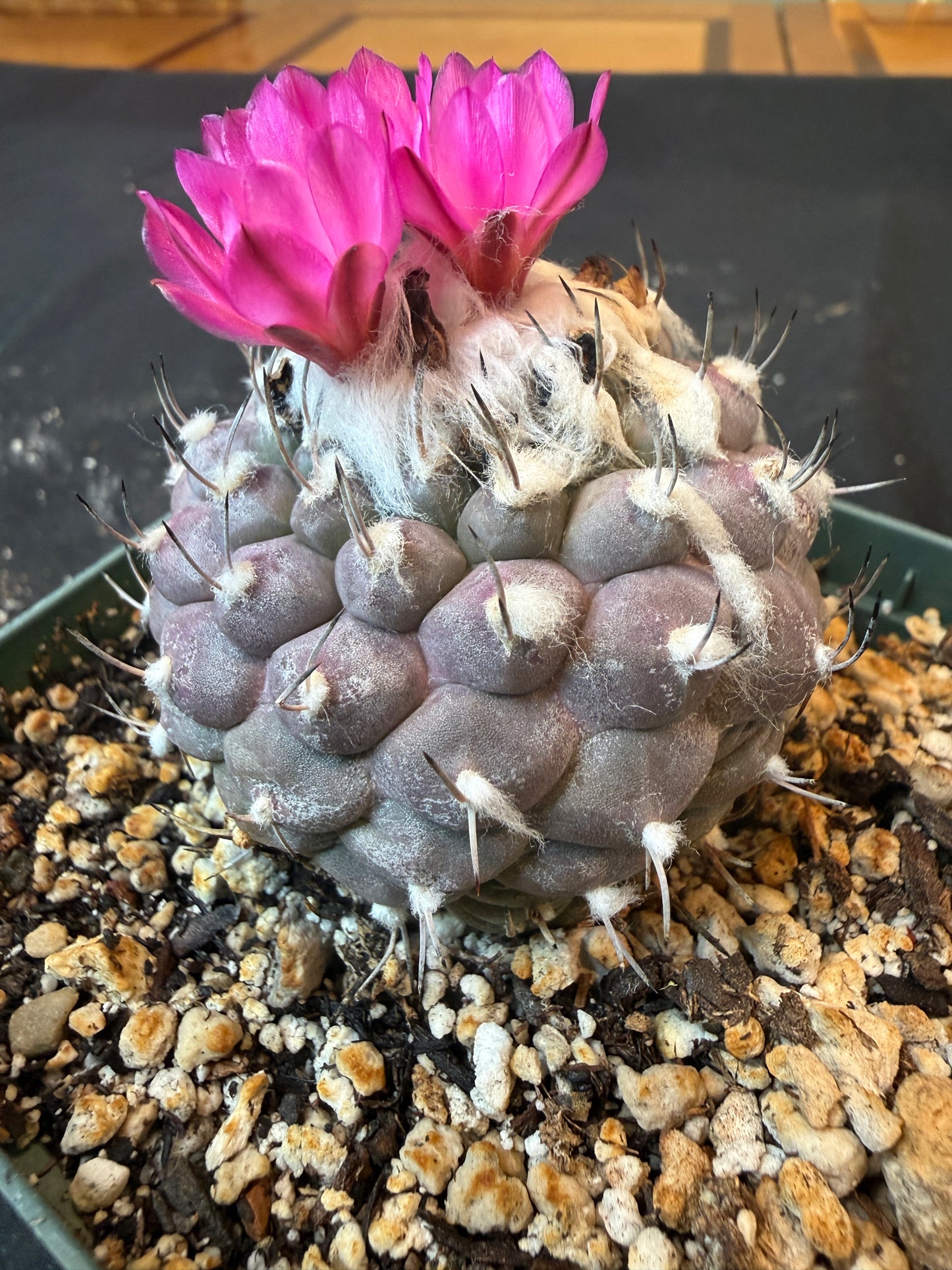 Turbinicarpus lophophoroides 10 years old plant 1895