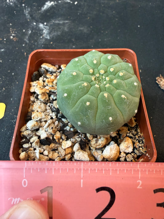 Matucana madisonium 1862