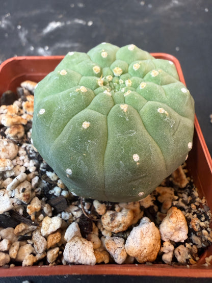 Matucana madisonium 1862