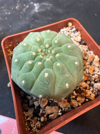 Matucana madisonium 1862