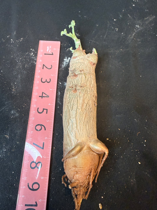 Cyphostemma uter seed grown rarely available plant