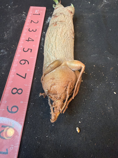 Cyphostemma uter seed grown rarely available plant