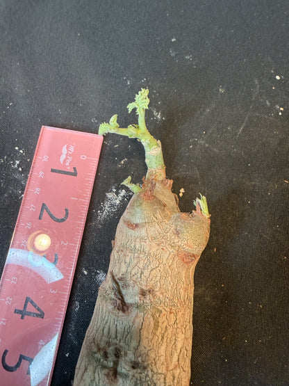 Cyphostemma uter seed grown rarely available plant
