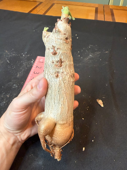 Cyphostemma uter seed grown rarely available plant