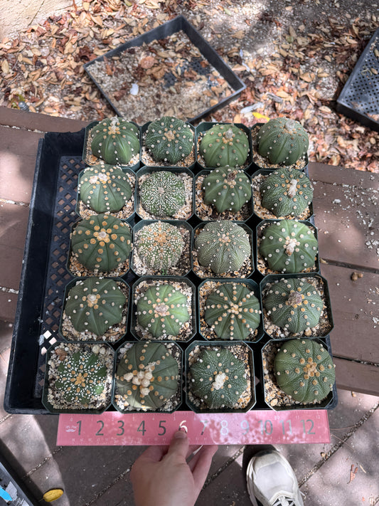 Astrophytum asterias bulk cheap deal 20x3 inch asterias 125$ shipped