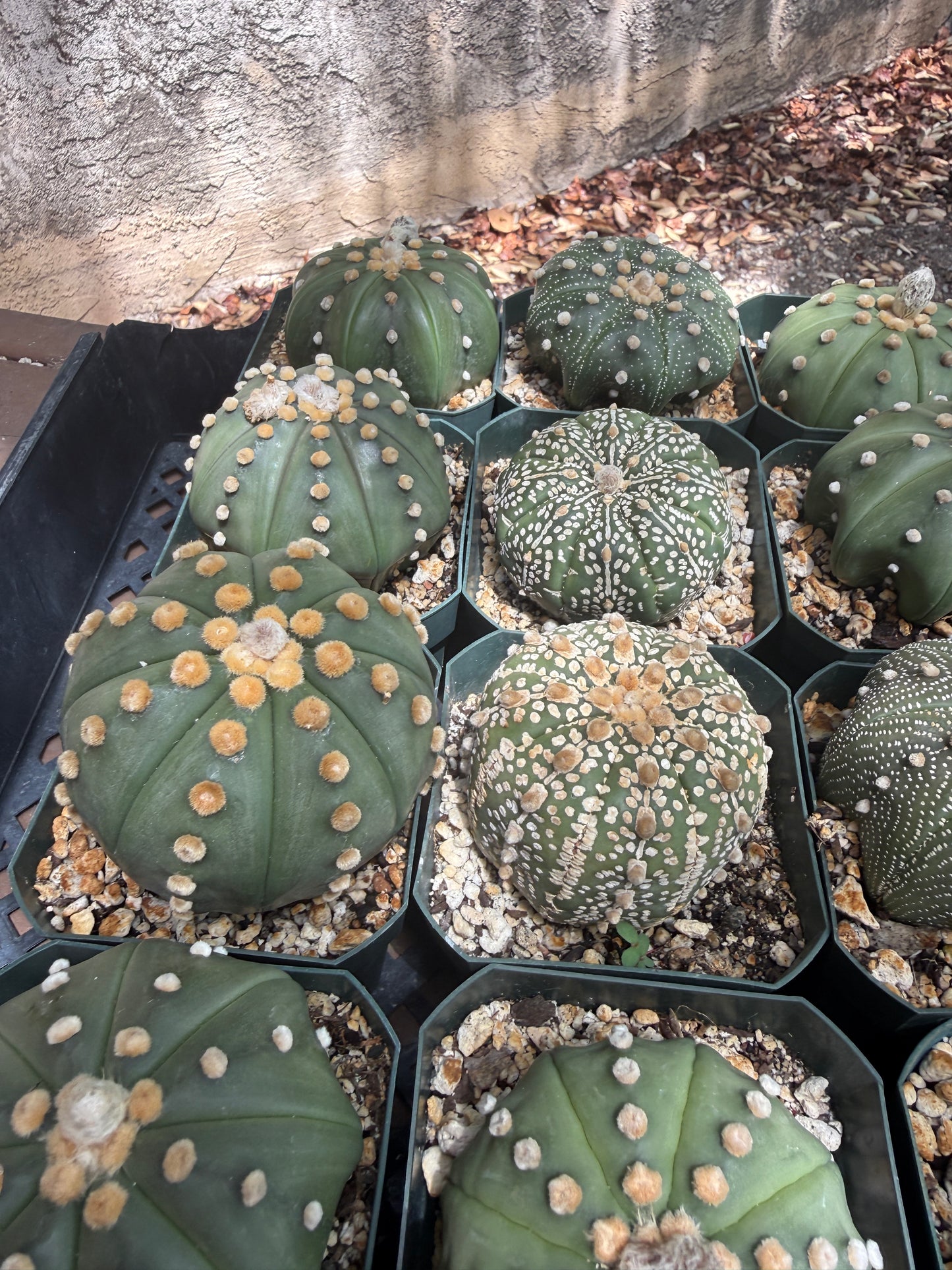 Astrophytum asterias bulk cheap deal 20x3 inch asterias 125$ shipped