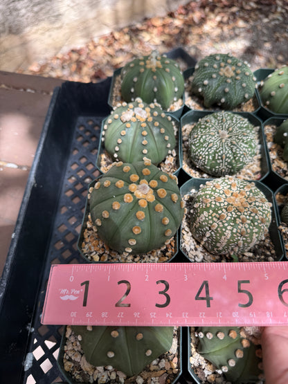 Astrophytum asterias bulk cheap deal 20x3 inch asterias 125$ shipped