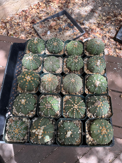 Astrophytum asterias bulk cheap deal 20x3 inch asterias 125$ shipped