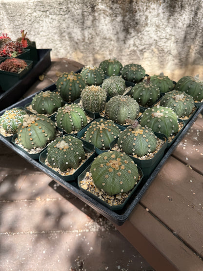 Astrophytum asterias bulk cheap deal 20x3 inch asterias 125$ shipped