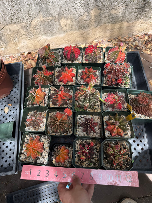 Gymnocalycium variegated bulk 21 plants 125$ shipped