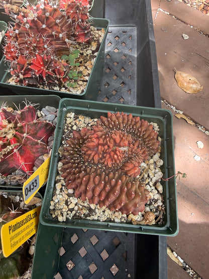 Gymnocalycium variegated bulk 21 plants 125$ shipped