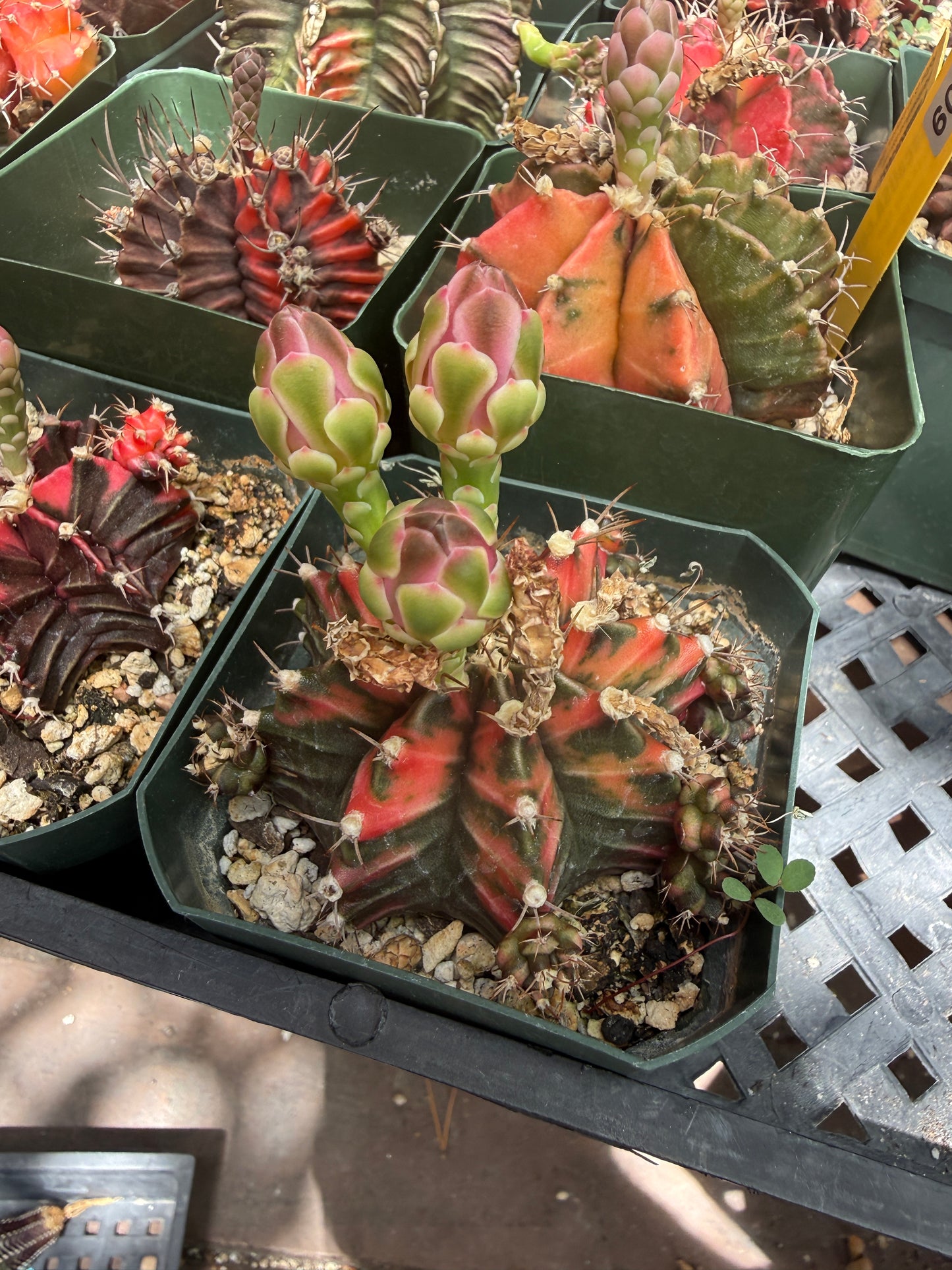 Gymnocalycium variegated bulk 21 plants 125$ shipped
