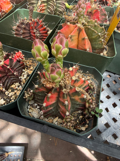 Gymnocalycium variegated bulk 21 plants 125$ shipped