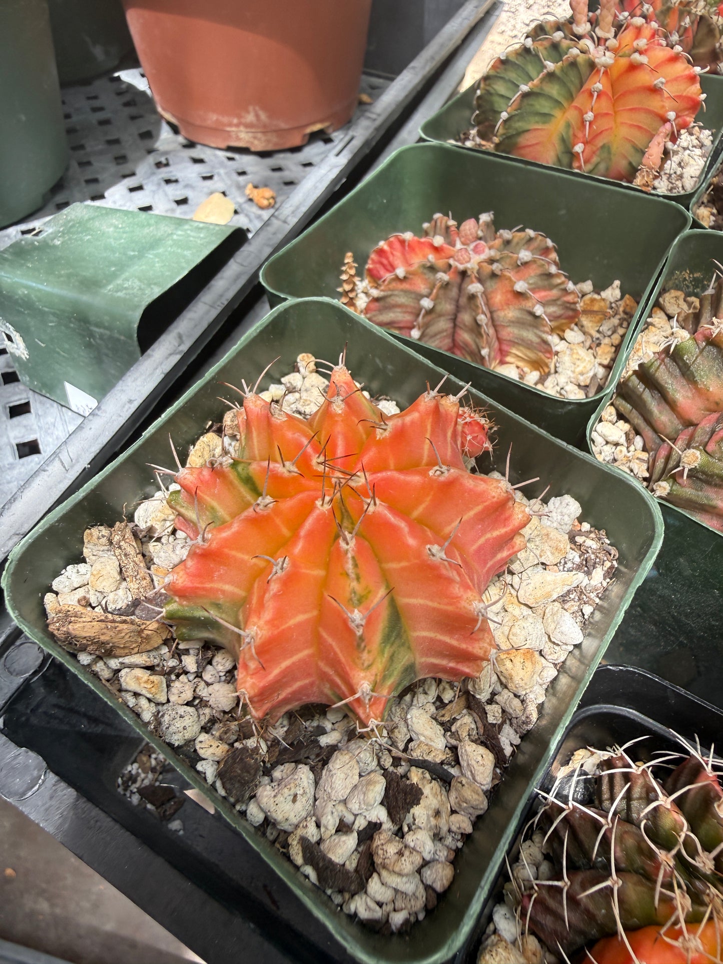Gymnocalycium variegated bulk 21 plants 125$ shipped