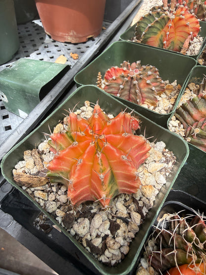 Gymnocalycium variegated bulk 21 plants 125$ shipped