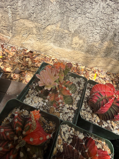Gymnocalycium variegated bulk 21 plants 125$ shipped