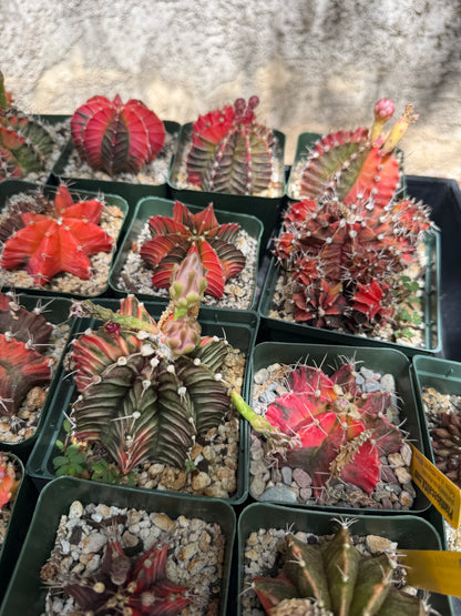 Gymnocalycium variegated bulk 21 plants 125$ shipped