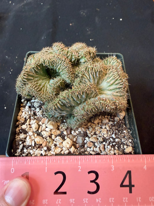 Myrtillocactus geometricus crest 740