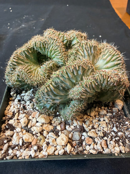 Myrtillocactus geometricus crest 740