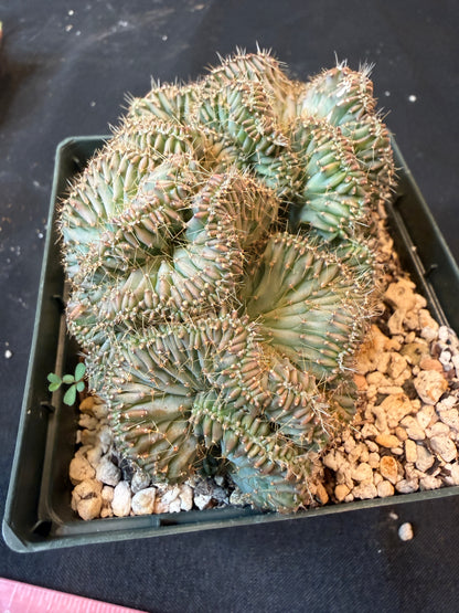 Myrtillocactus geometricus crest 740