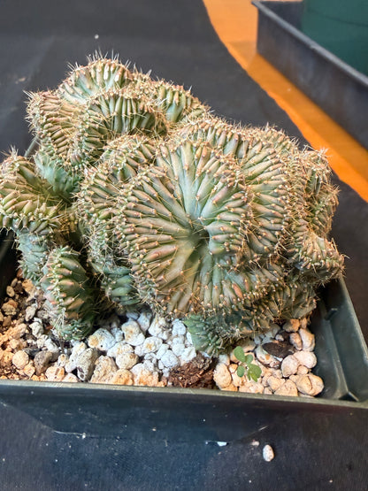 Myrtillocactus geometricus crest 740