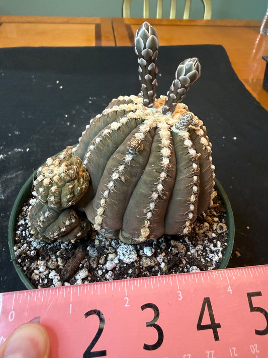 Gymnocalycium ragonesei specimen 1201