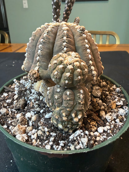 Gymnocalycium ragonesei specimen 1201