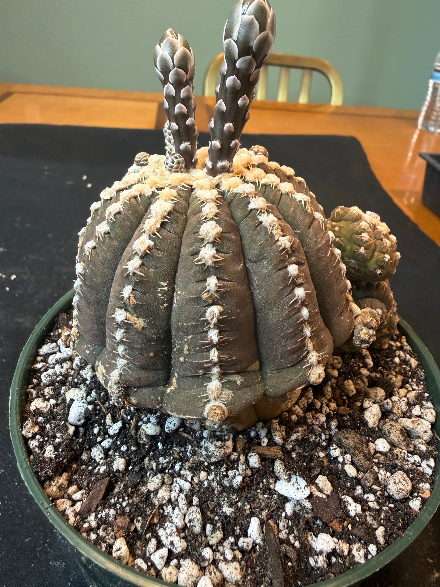 Gymnocalycium ragonesei specimen 1201