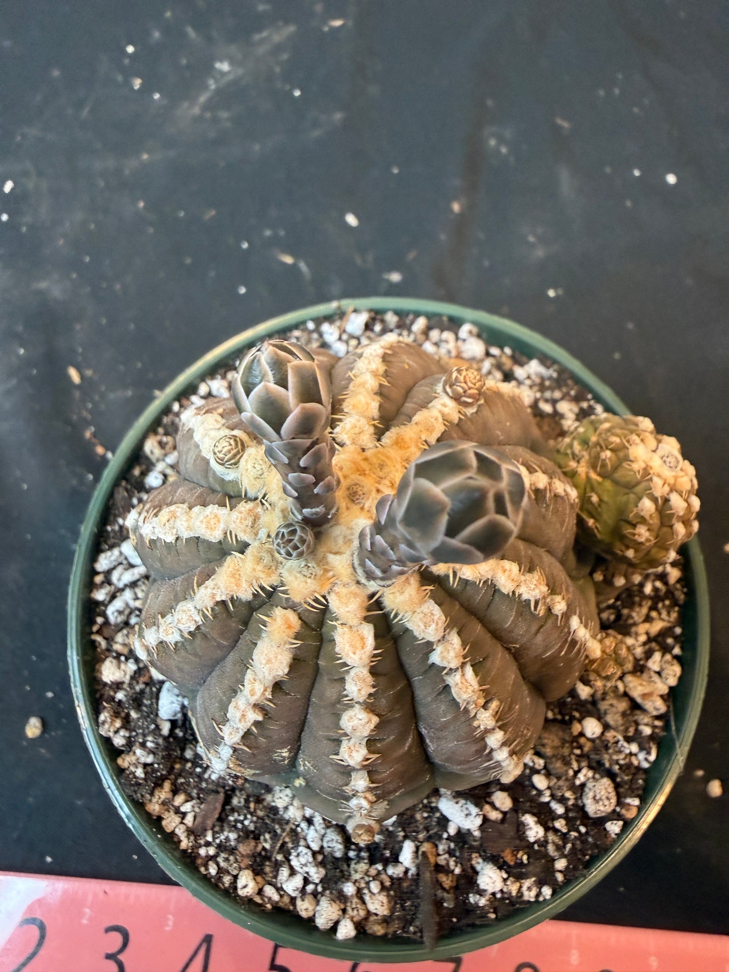 Gymnocalycium ragonesei specimen 1201