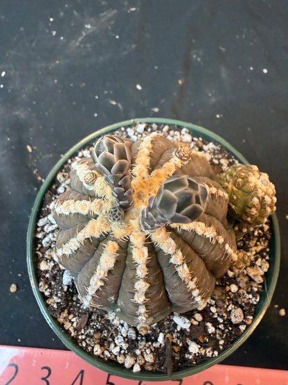 Gymnocalycium ragonesei specimen 1201