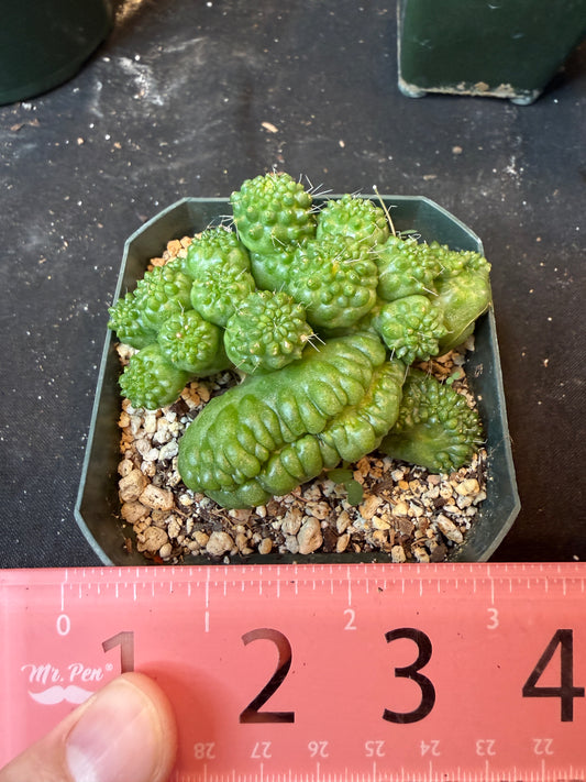Mammillaria spinosissima pico monstrose crest 4446 rare