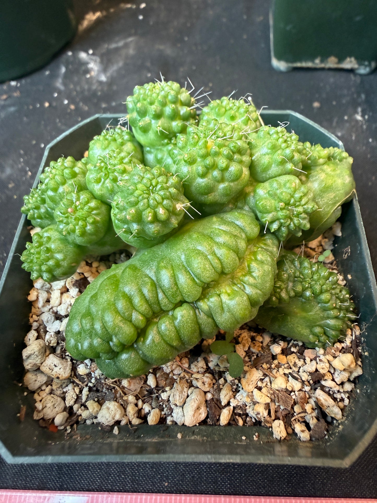 Mammillaria spinosissima pico monstrose crest 4446 rare