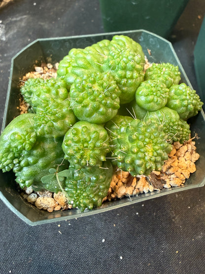 Mammillaria spinosissima pico monstrose crest 4446 rare