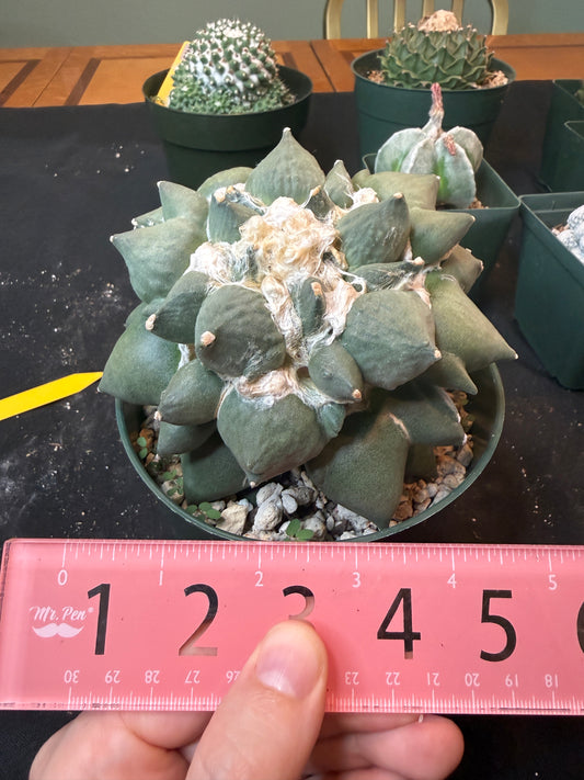 Ariocarpus maruibo trifinger specimen large seed grown 1301 repotted in 6.5 inch pot amazing plant