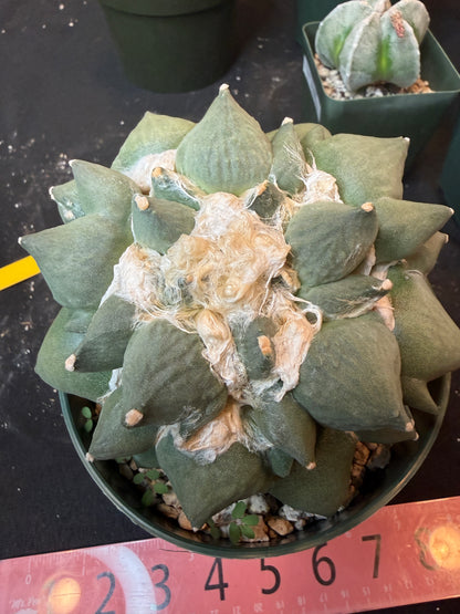 Ariocarpus maruibo trifinger specimen large seed grown 1301