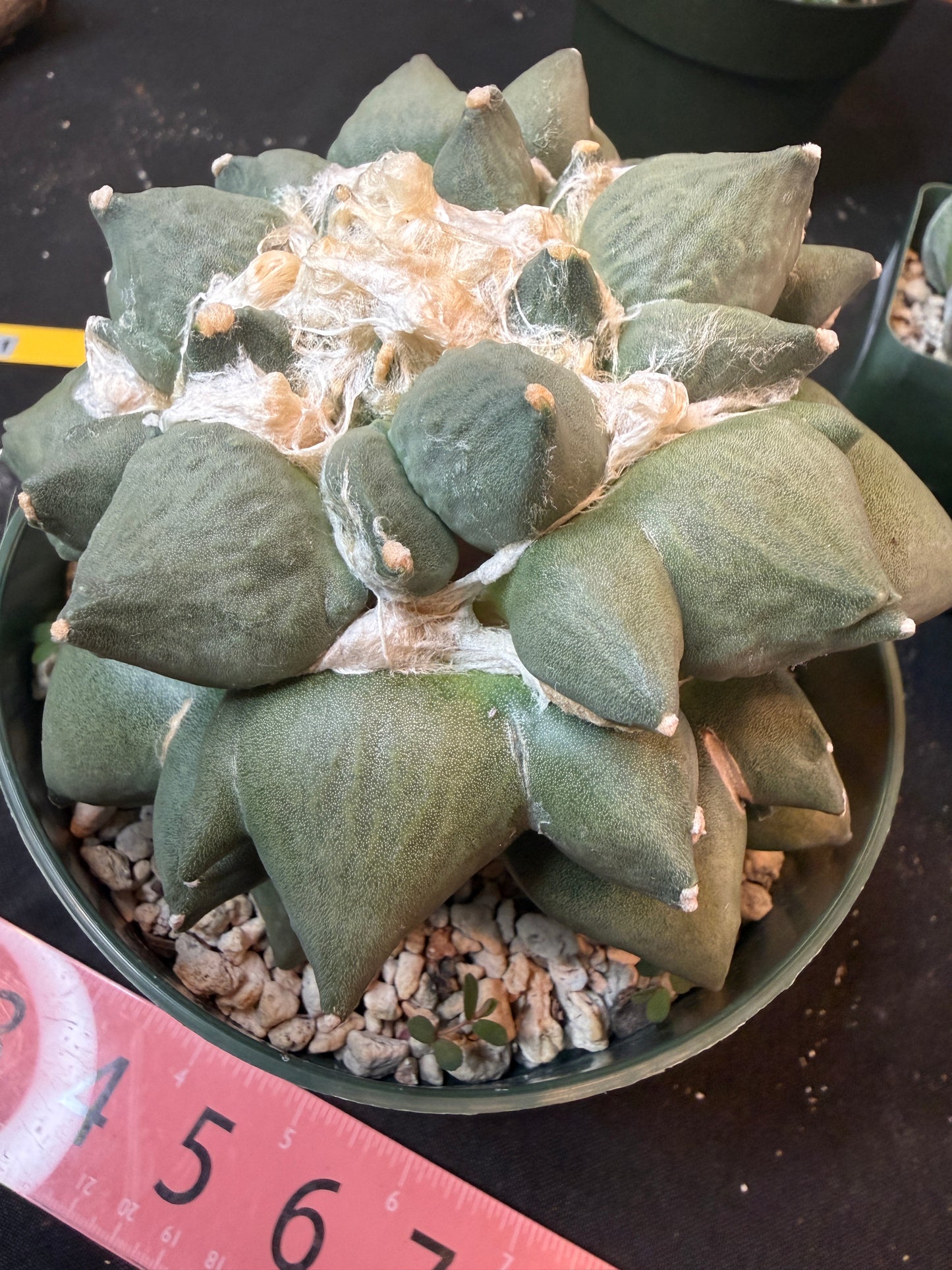 Ariocarpus maruibo trifinger specimen large seed grown 1301