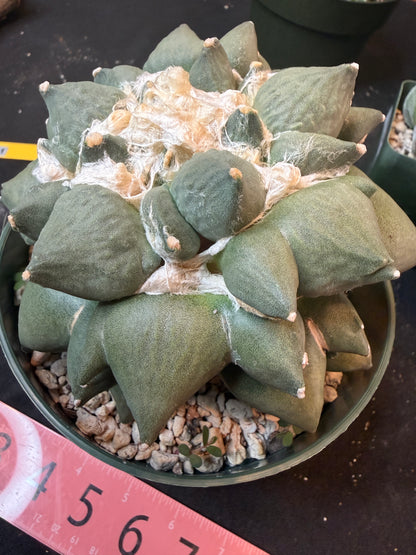 Ariocarpus maruibo trifinger specimen large seed grown 1301
