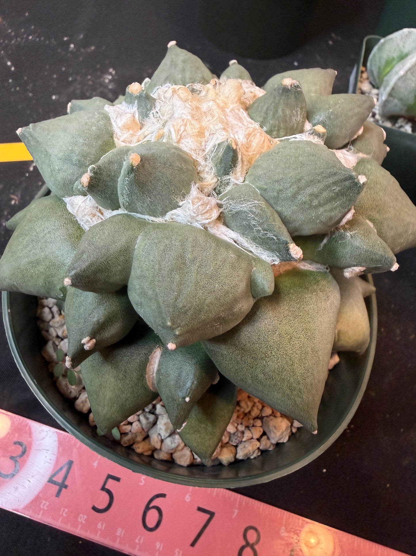 Ariocarpus maruibo trifinger specimen large seed grown 1301