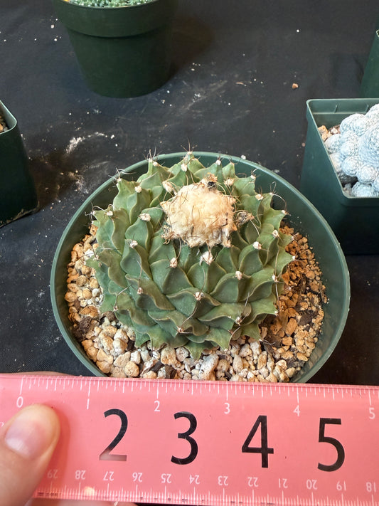 Obregonia denegrii specimen size 4425