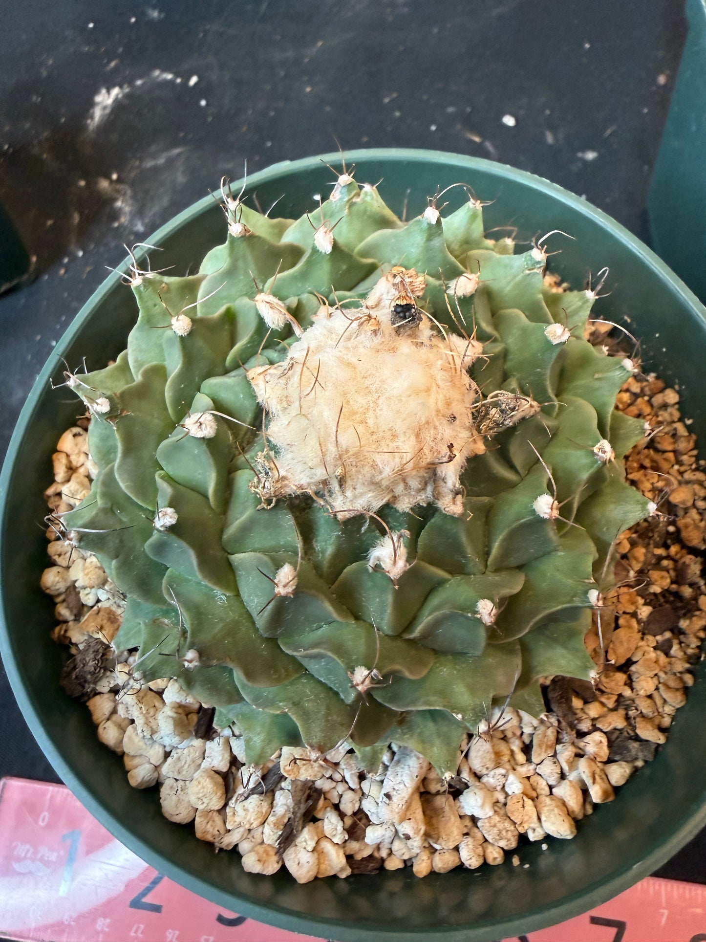 Obregonia denegrii specimen size 4425