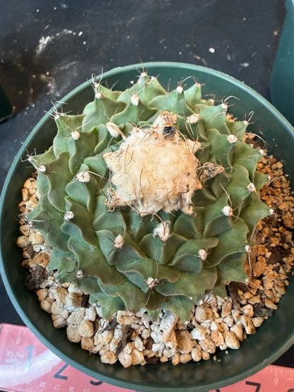 Obregonia denegrii specimen size 4425