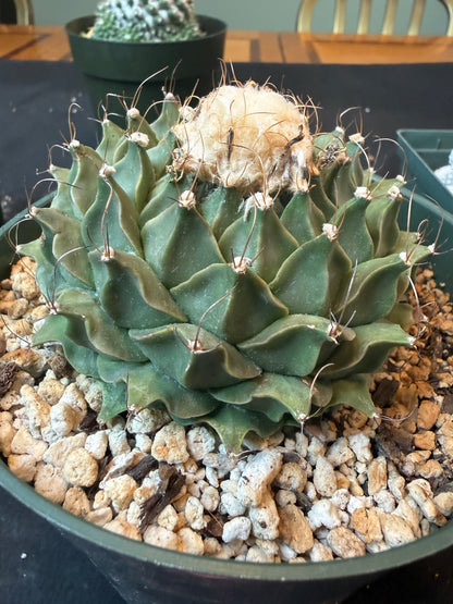 Obregonia denegrii specimen size 4425