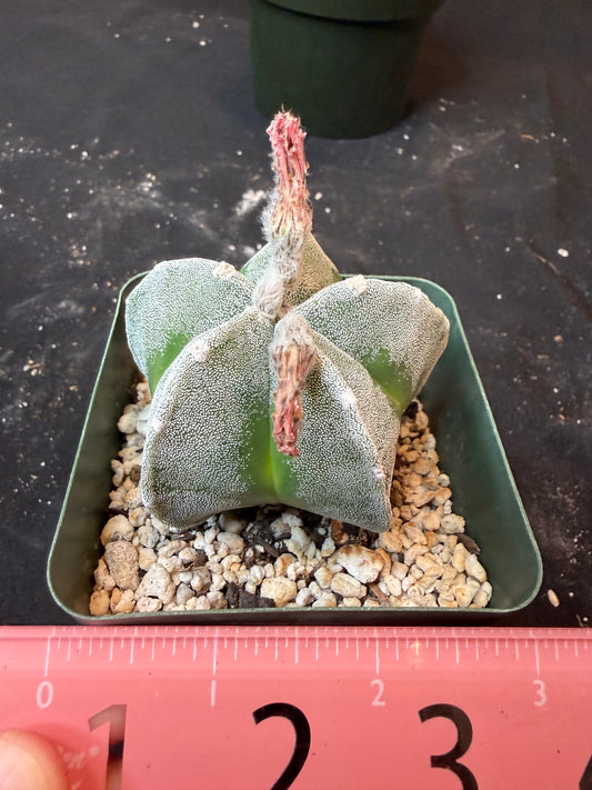 Astrophytum myriostigma 441