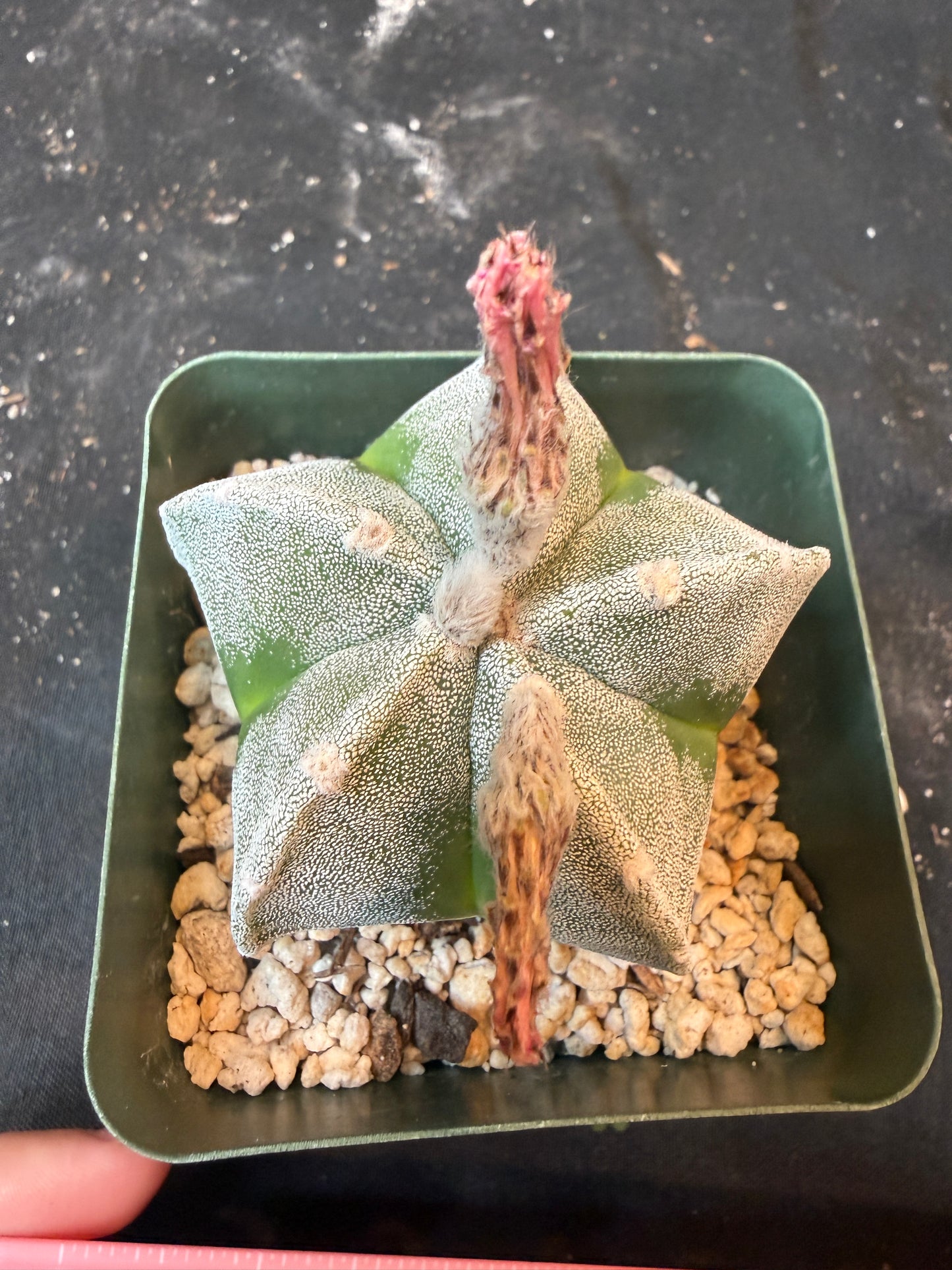 Astrophytum myriostigma 441