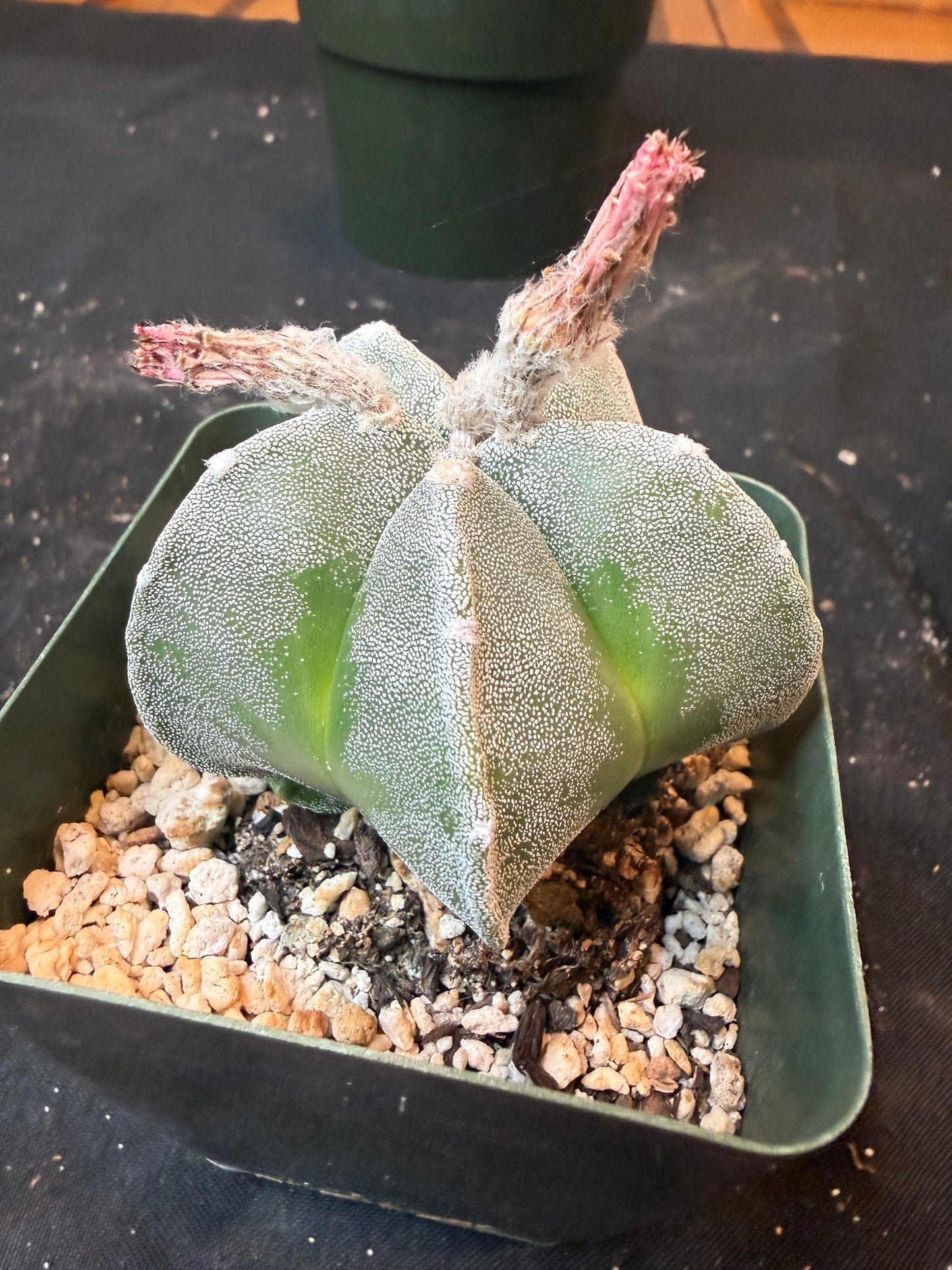 Astrophytum myriostigma 441